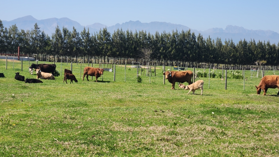 Commercial Property for Sale in Paarl Rural Western Cape
